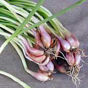 'I'toi' onion